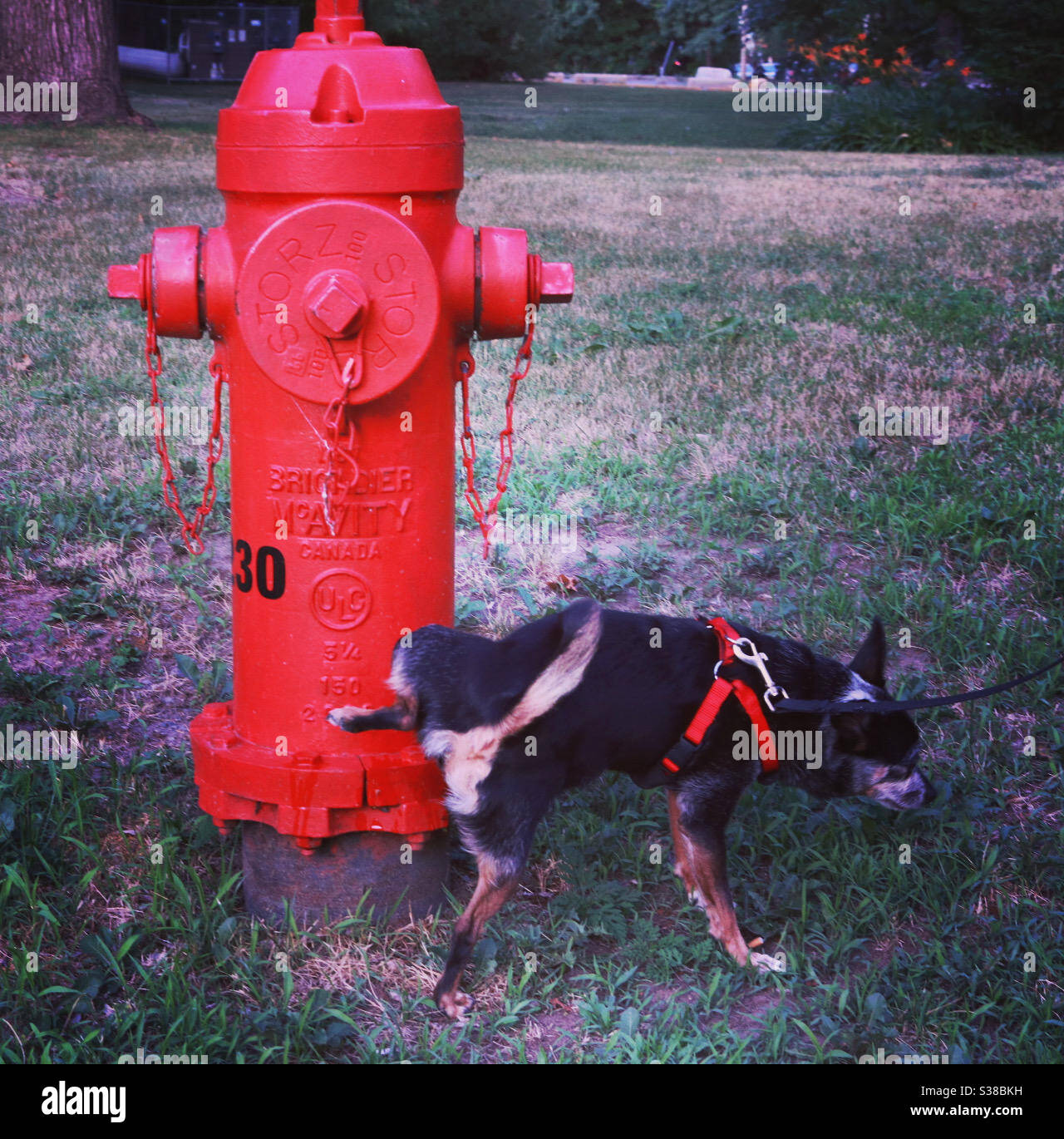 Dog peeing on fire hydrant Stock Photo