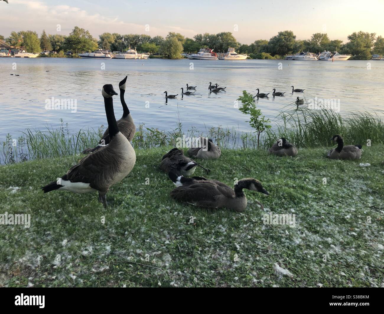Majestic Wildlife Lachine Canal Why Are These Animals Thriving in Montreal?
