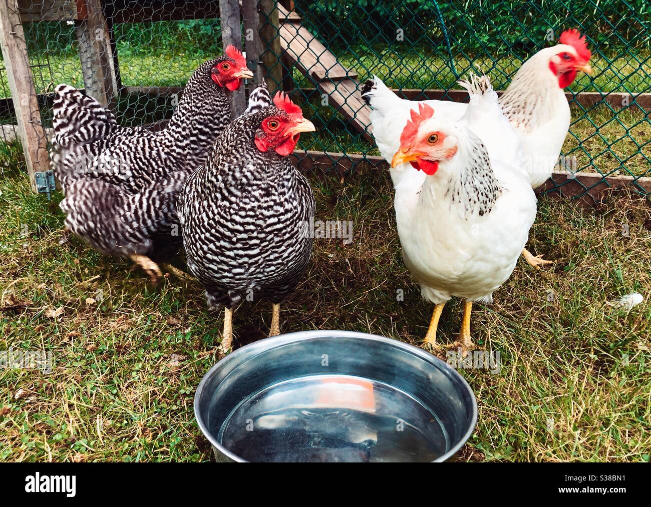 Four backyard chickens with fresh bowl of water in their coop looking at camera Stock Photo