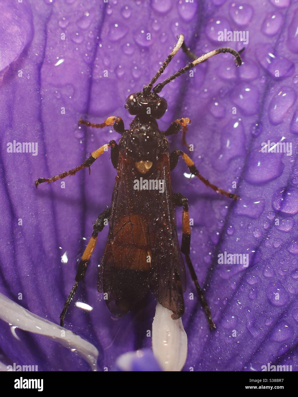 Macro Photography- Beetle wasp Stock Photo