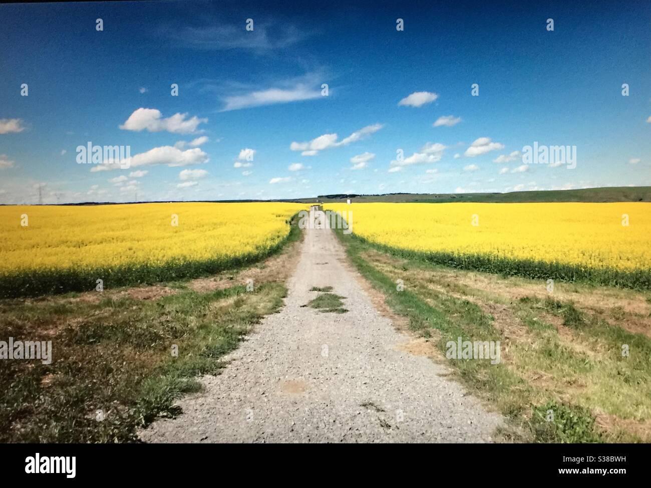 Fields of canola, Alberta agriculture, Canada, crop, bumper crop, cash crop, Stock Photo