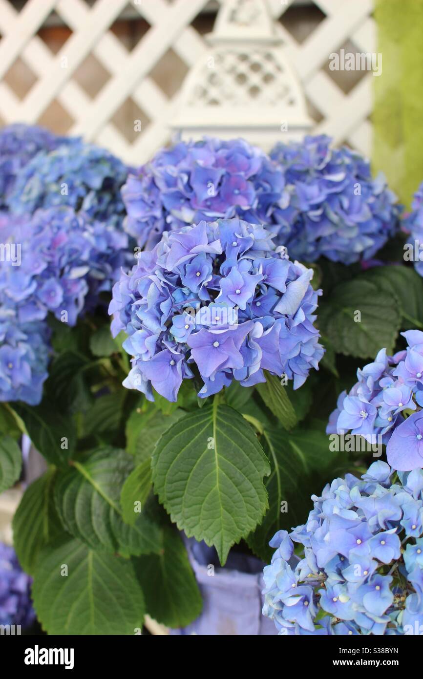Brilliant blue/purple hydrangeas. Stock Photo