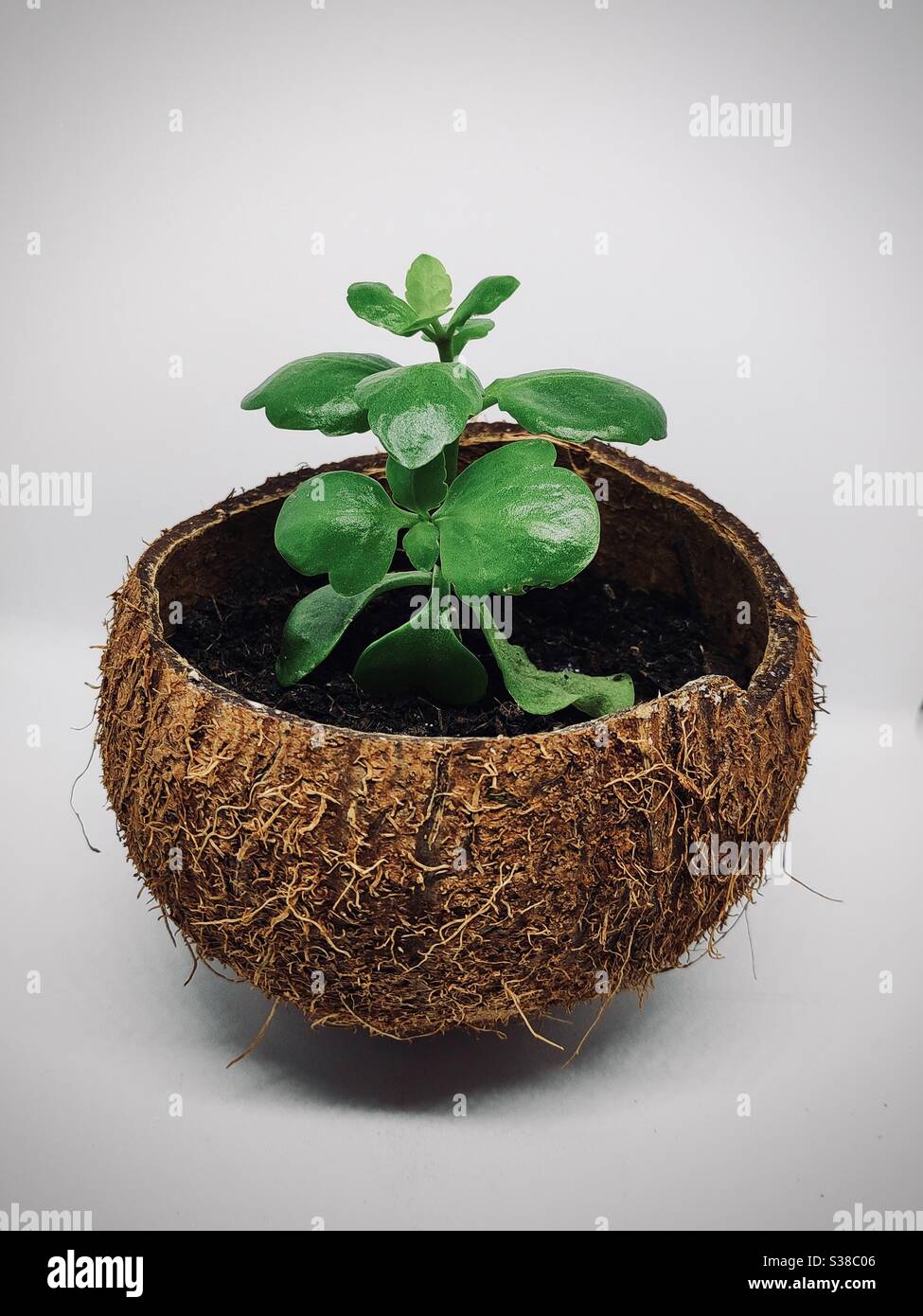 Sustainable and environment friendly planting Stock Photo