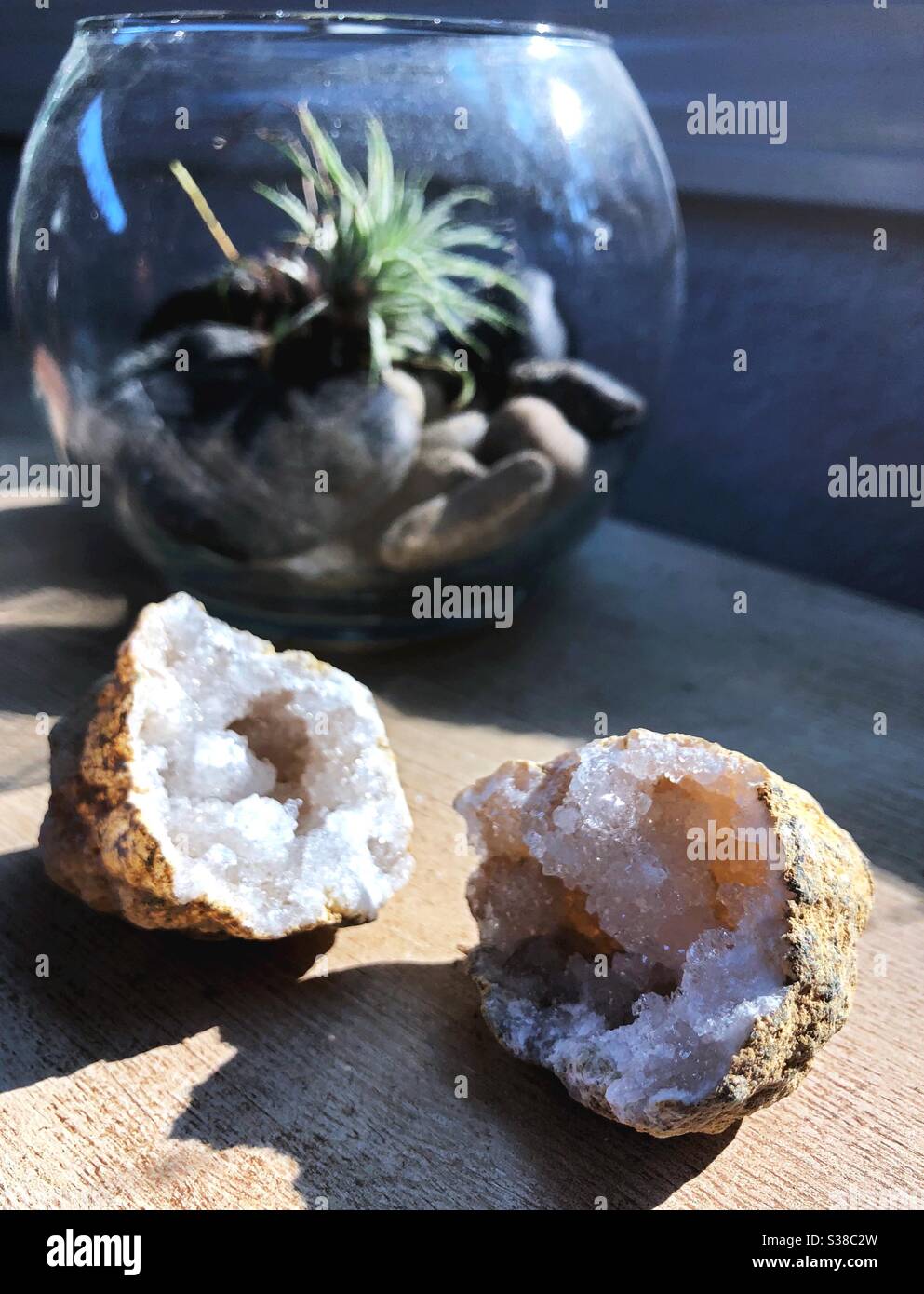 A split geode on a shelf next to an air plant. Stock Photo