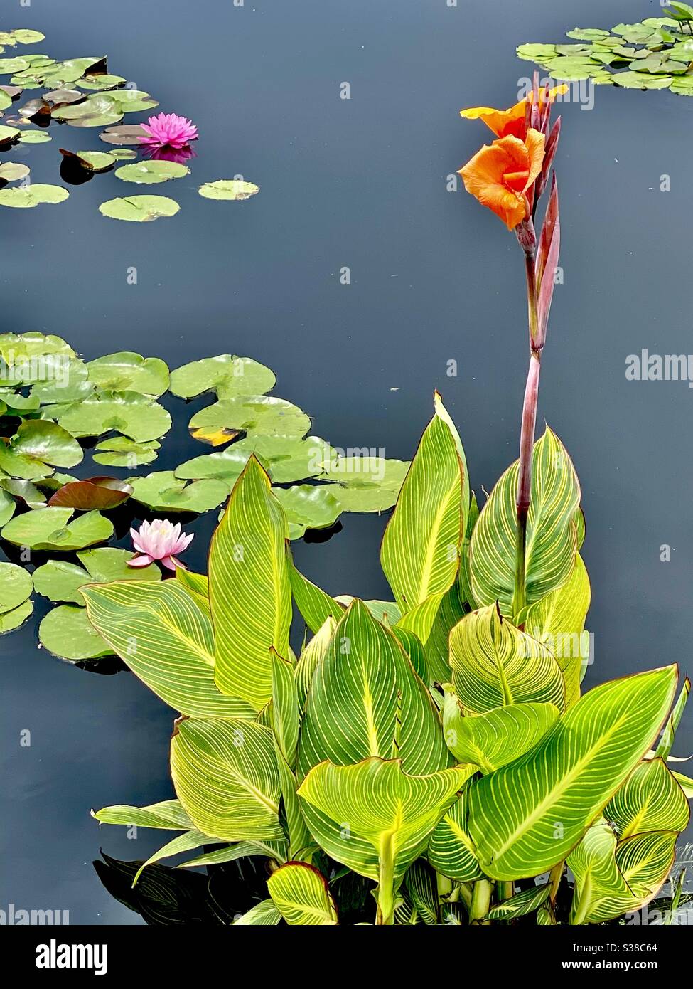 Singular flower stalk in water garden Stock Photo