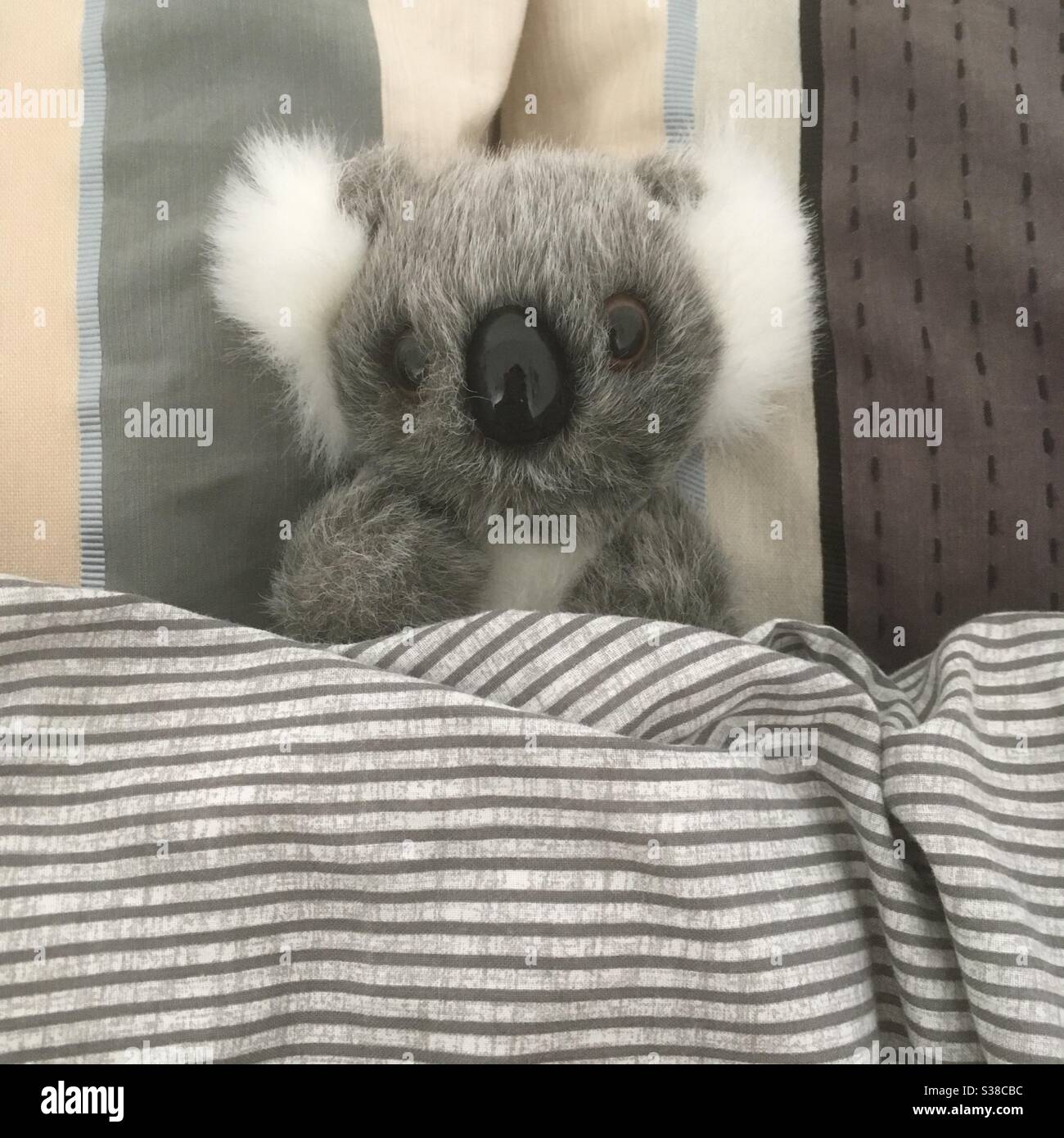 Koala in bed hires stock photography and images Alamy