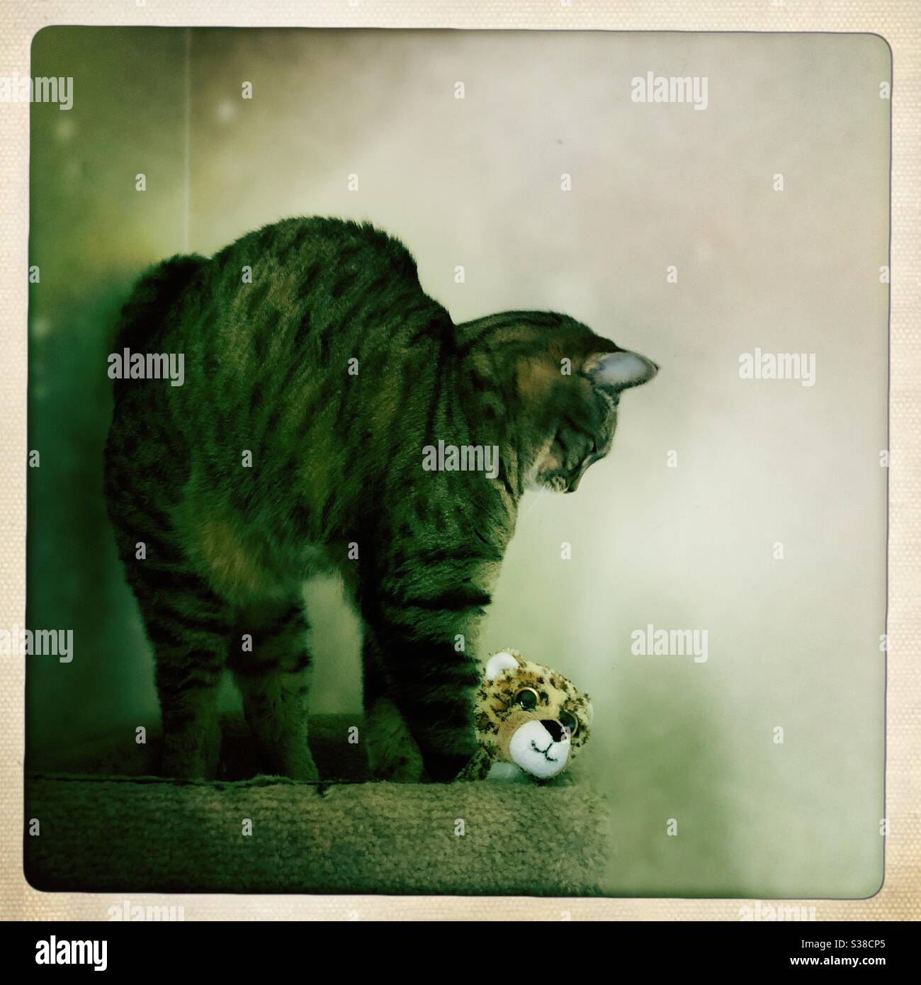 Waking up after a cat nap - Smartphone Captured Stock Image Waking up after a cat nap - Smartphone Captured Stock Image