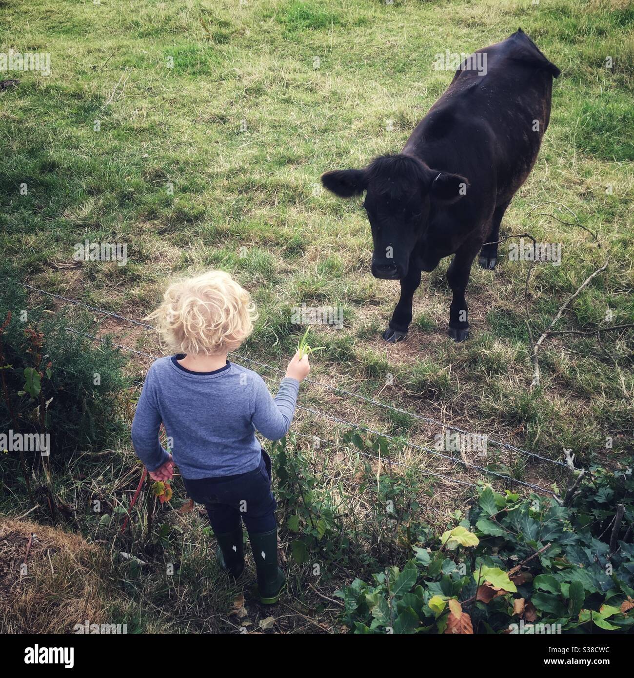 Three year old boy feeding grass to a cow. Stock Photo