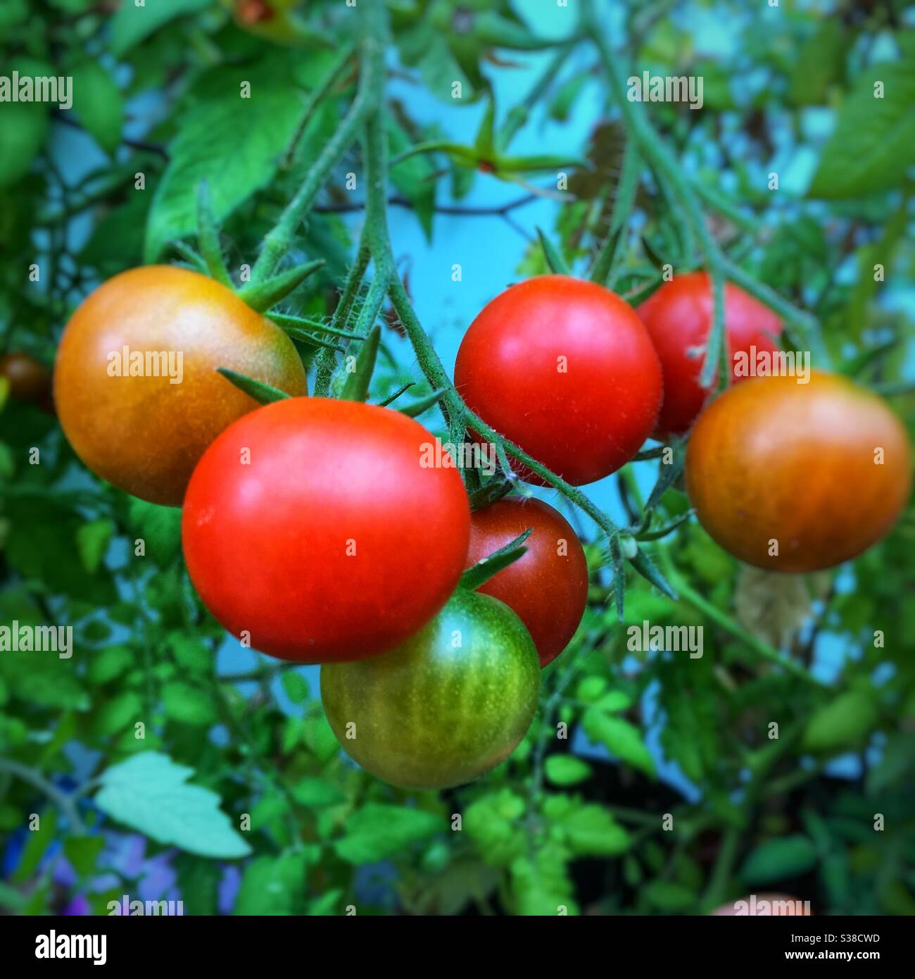 Tomato’s ripening on the vine, Medstead, Hampshire, England, United Kingdom. Stock Photo