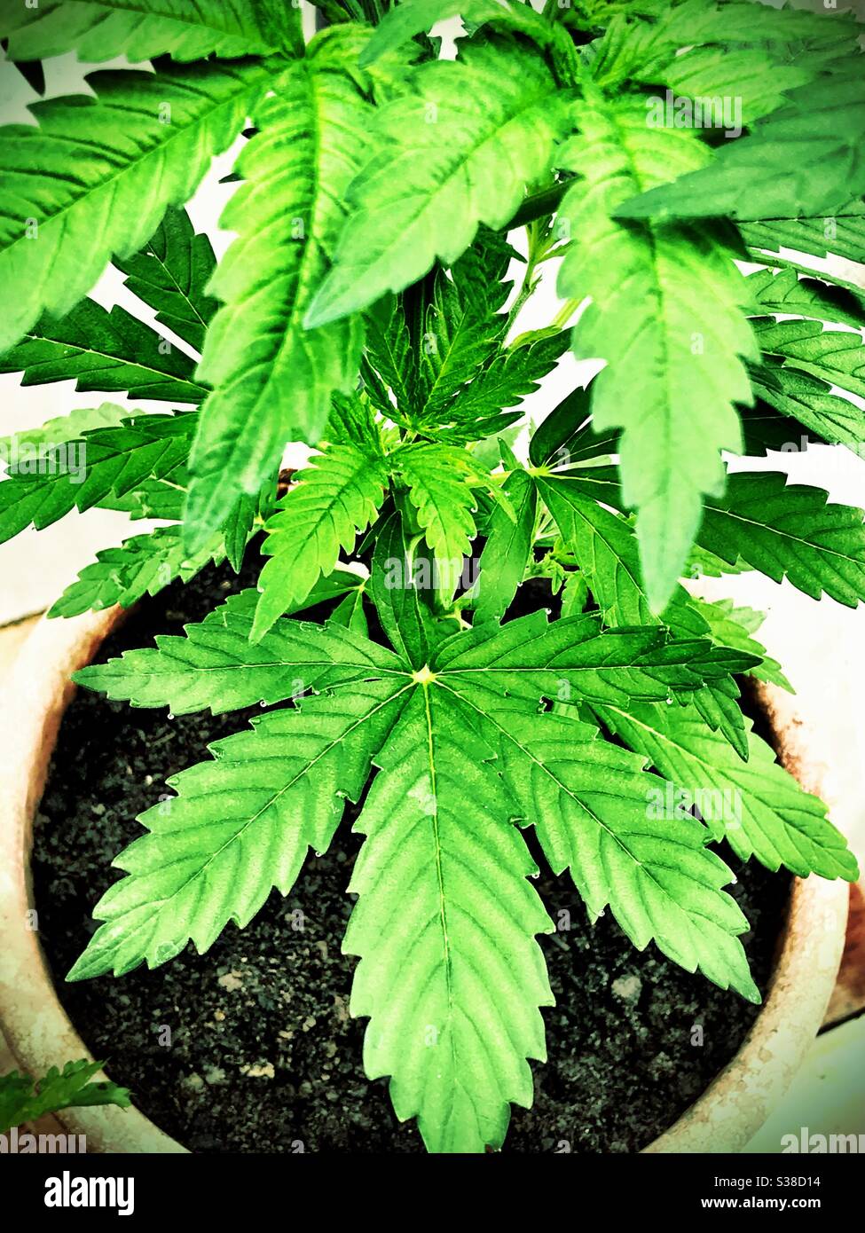 Marijuana cannabis sativa plant in pot Stock Photo
