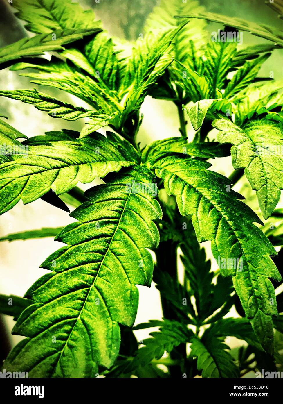 Marijuana plant leaves in a growing pot - Smartphone Captured Stock Image