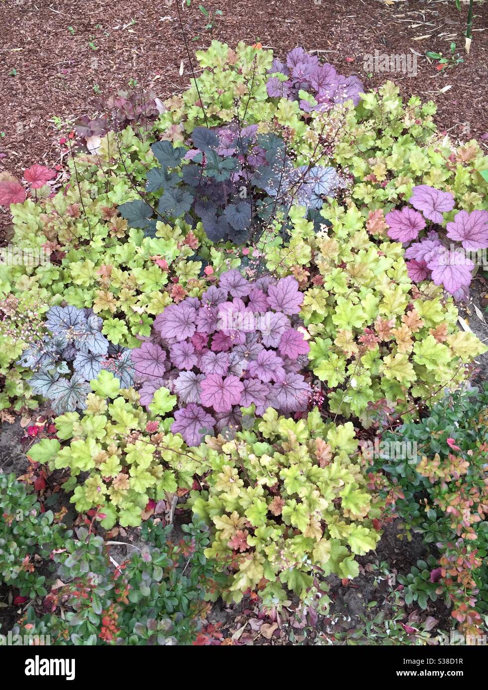 Mixed bed of Coral Bells (Heuchera) in green, purple and silver. Variable foliage Stock Photo