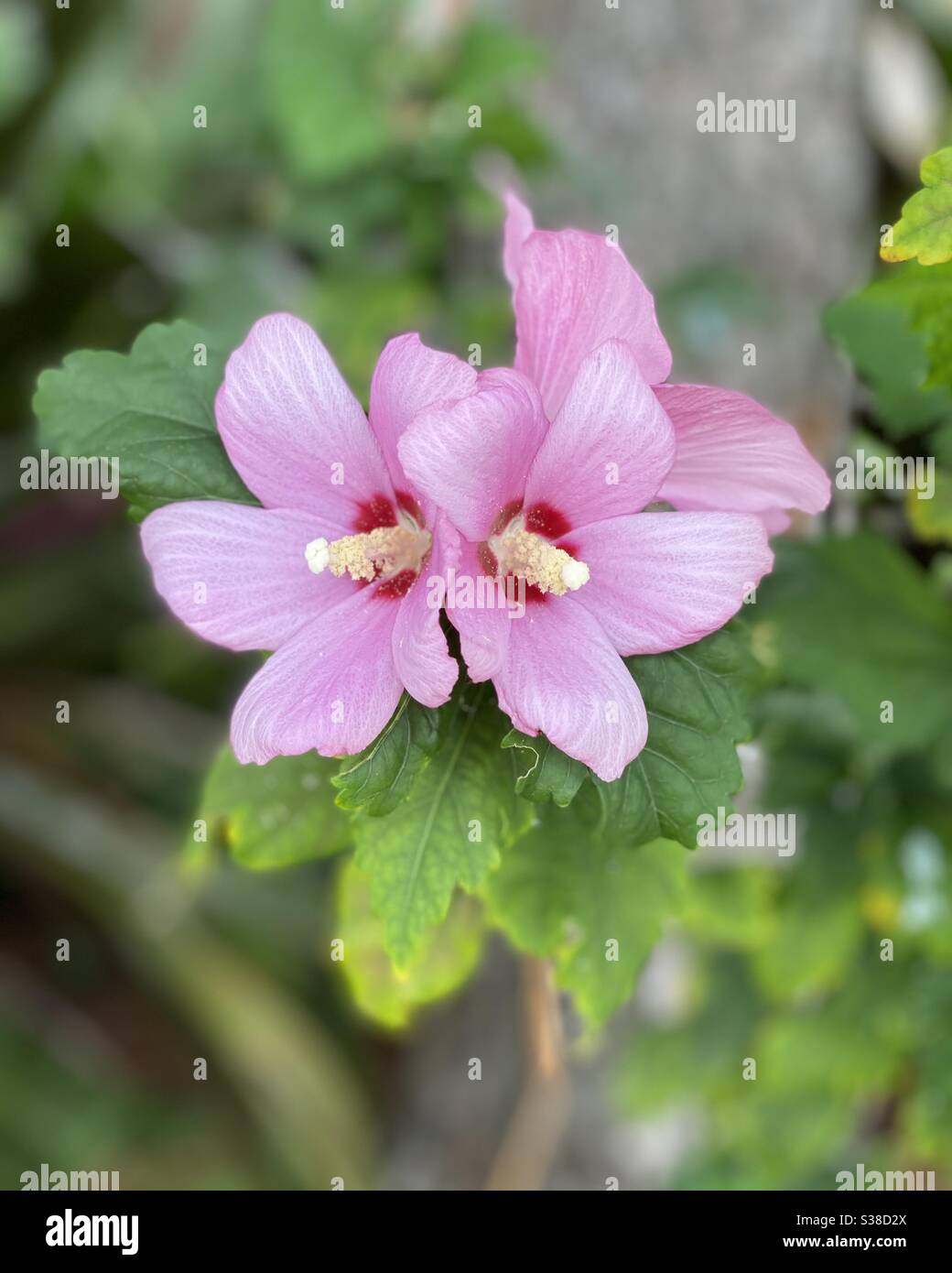 Pink Rose of Sharon, common hibiscus, flowers Stock Photo