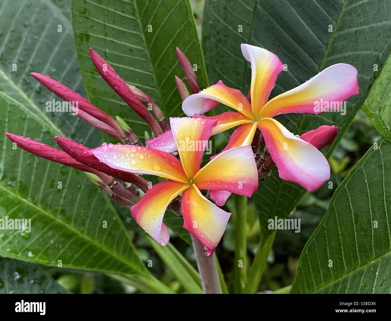 Page 2 Frangipani Trees High Resolution Stock Photography And Images Alamy