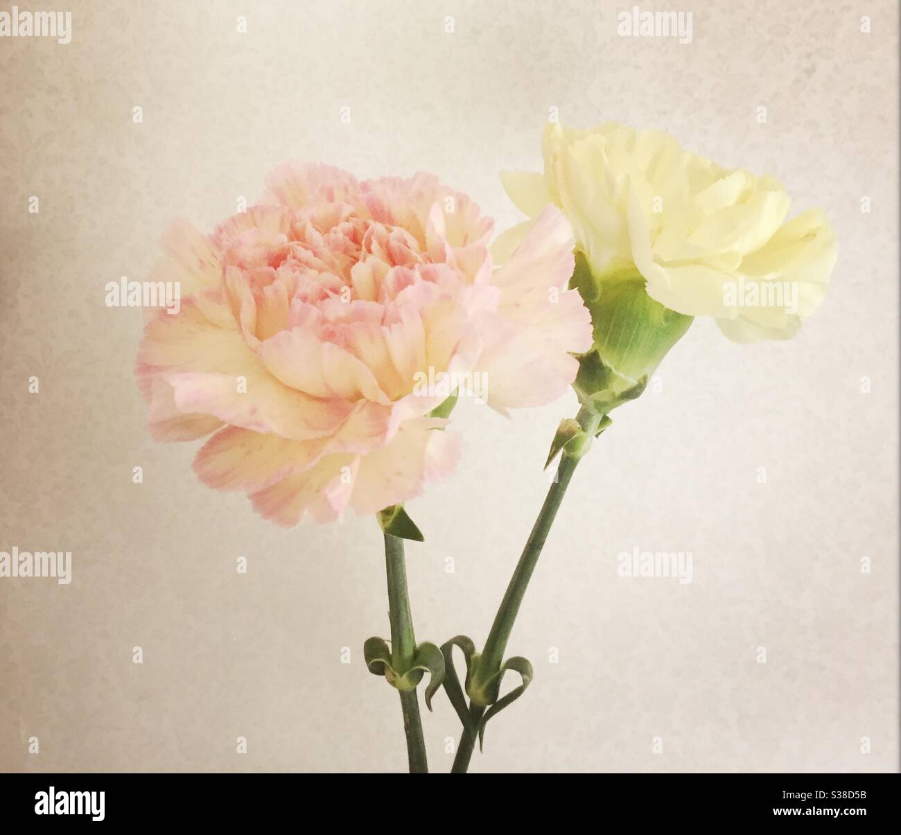 Yellow carnations hi-res stock photography and images - Alamy