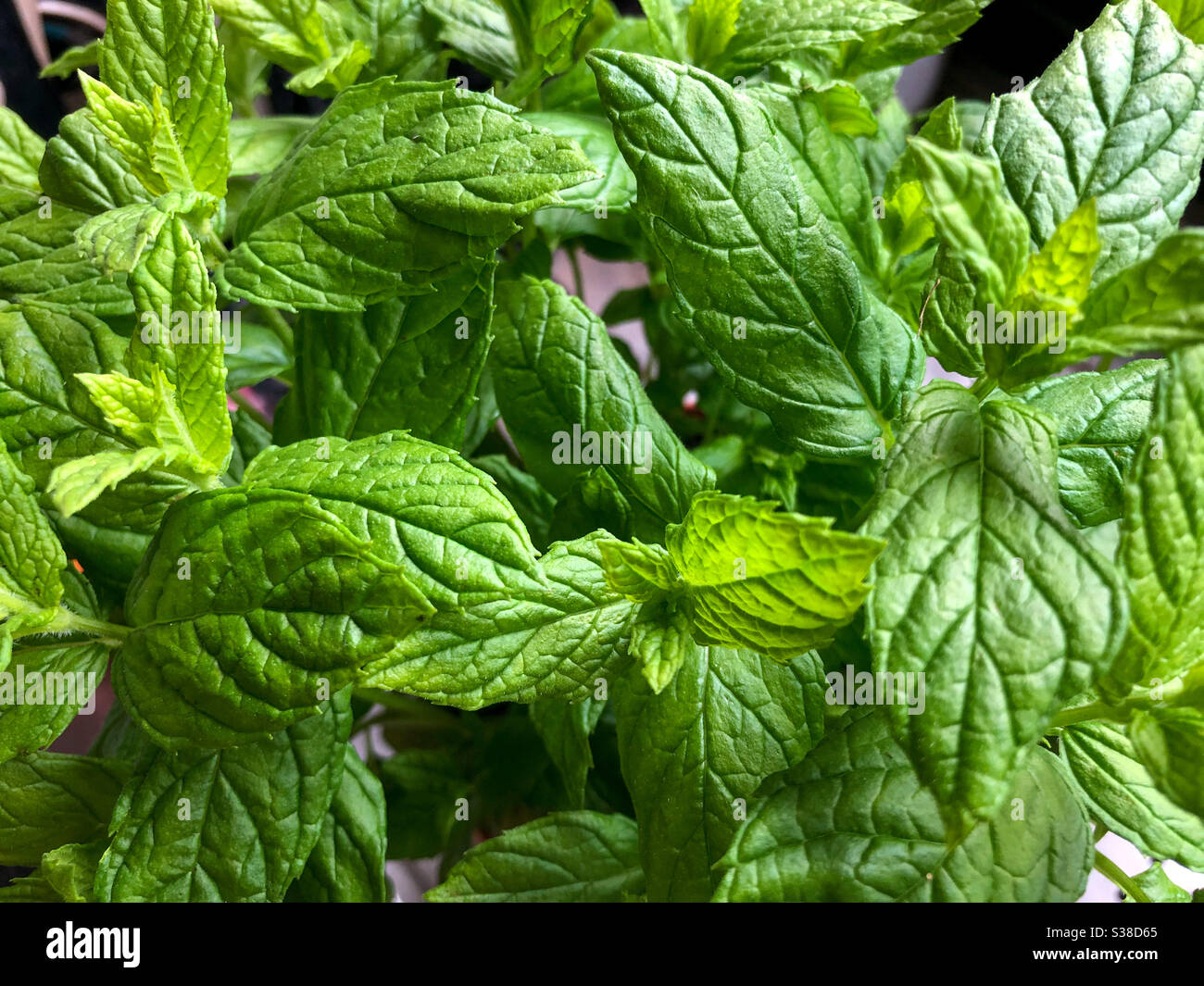 Close up view of mint leaves. - Smartphone Captured Stock Image