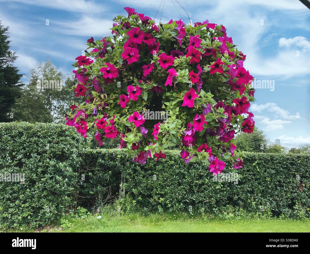 A hanging basket of Surfinia Petunias in a garden setting. Stock Photo