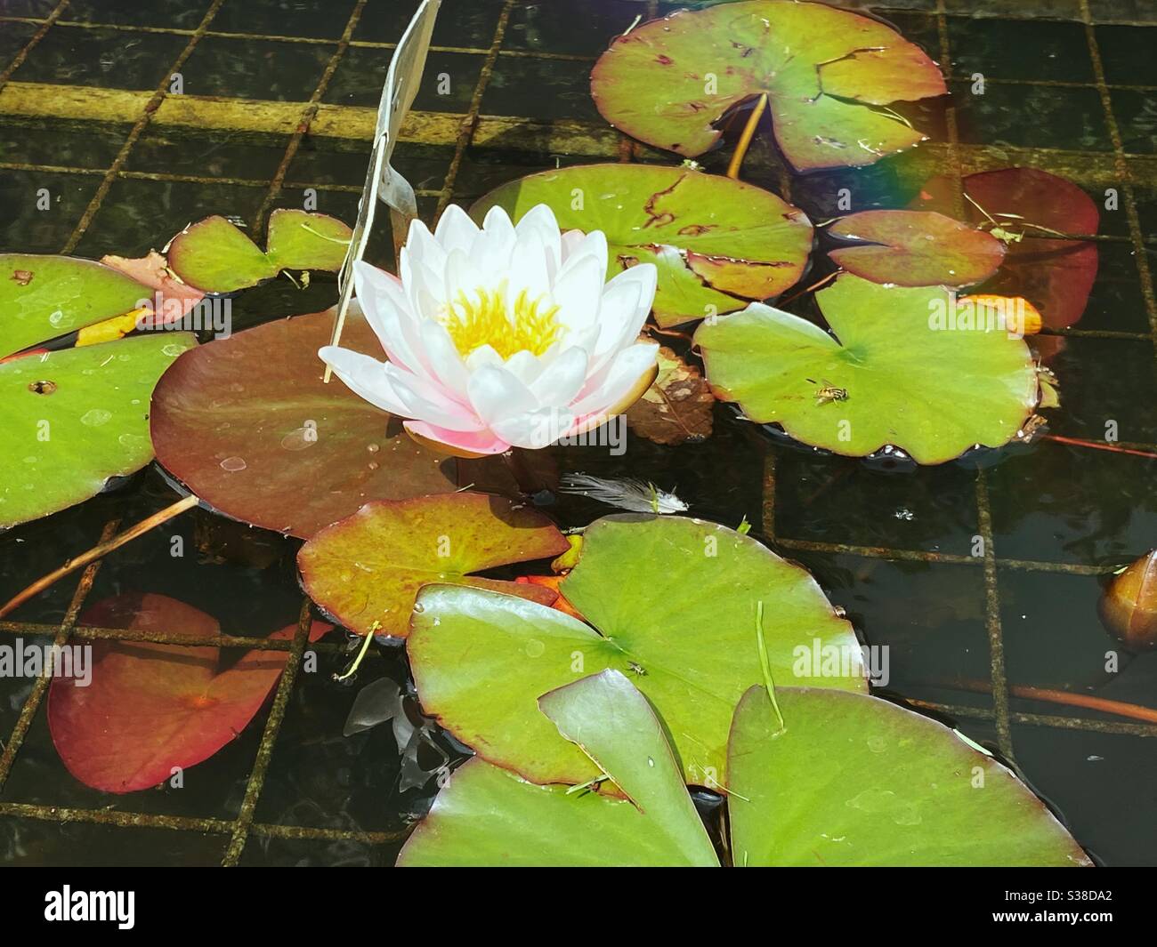 A water lily ( nymphaeaceae) plant in a small pond. - Smartphone Captured Stock Image