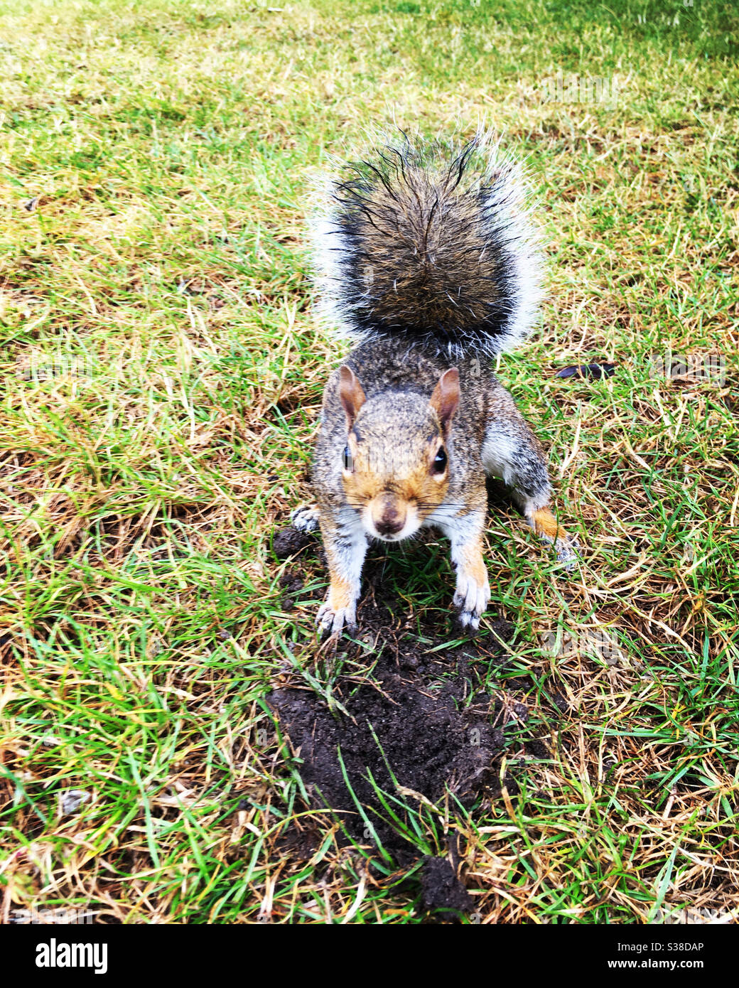 Naughty squirrel digging a hole in a grass lawn and being a pest or