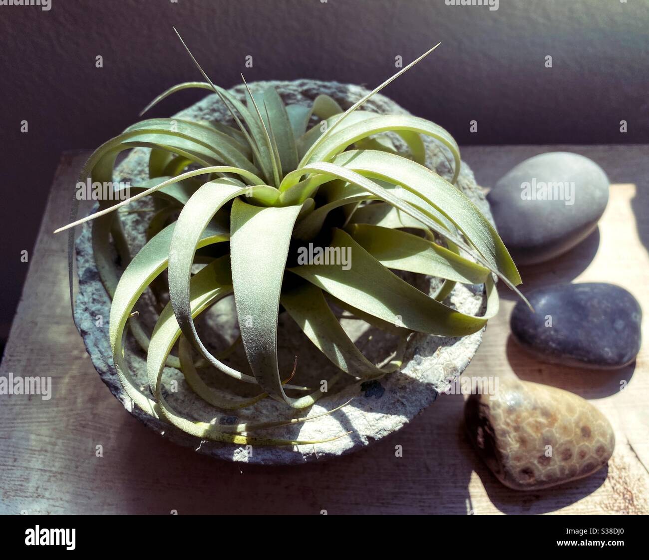 Tillandsia Xerographica High Resolution Stock Photography and Images ...