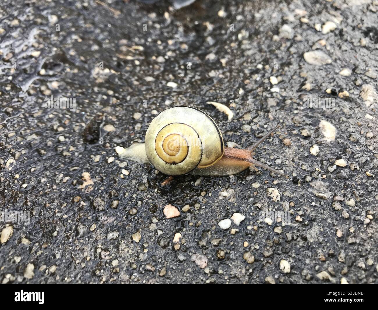 Snail in the rain Stock Photo Alamy