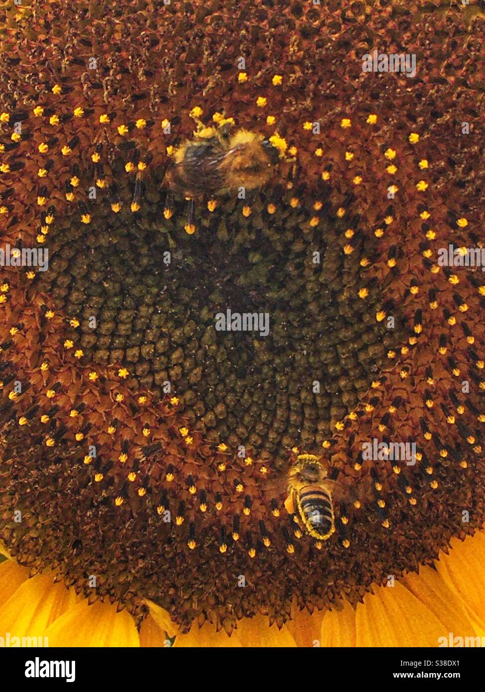 Bees covered in Sunflower Pollen Stock Photo - Alamy