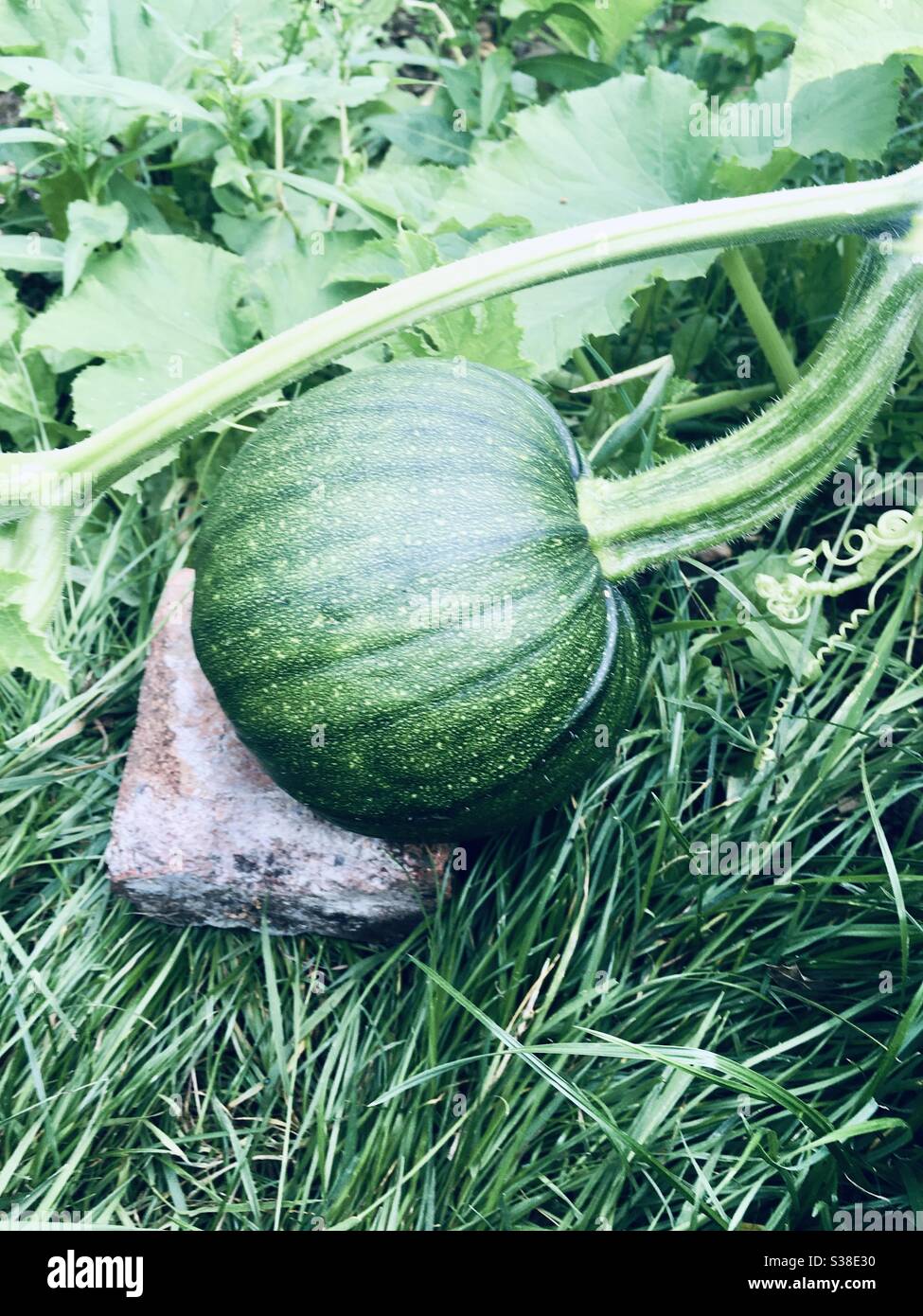 Green pumpkin growing on vine, resting upon brick on grass - Smartphone Captured Stock Image
