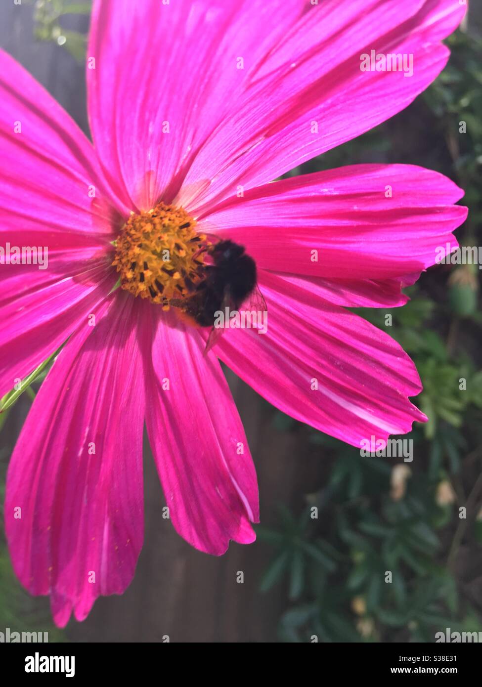 Bumblebee on cosmos hi-res stock photography and images - Alamy
