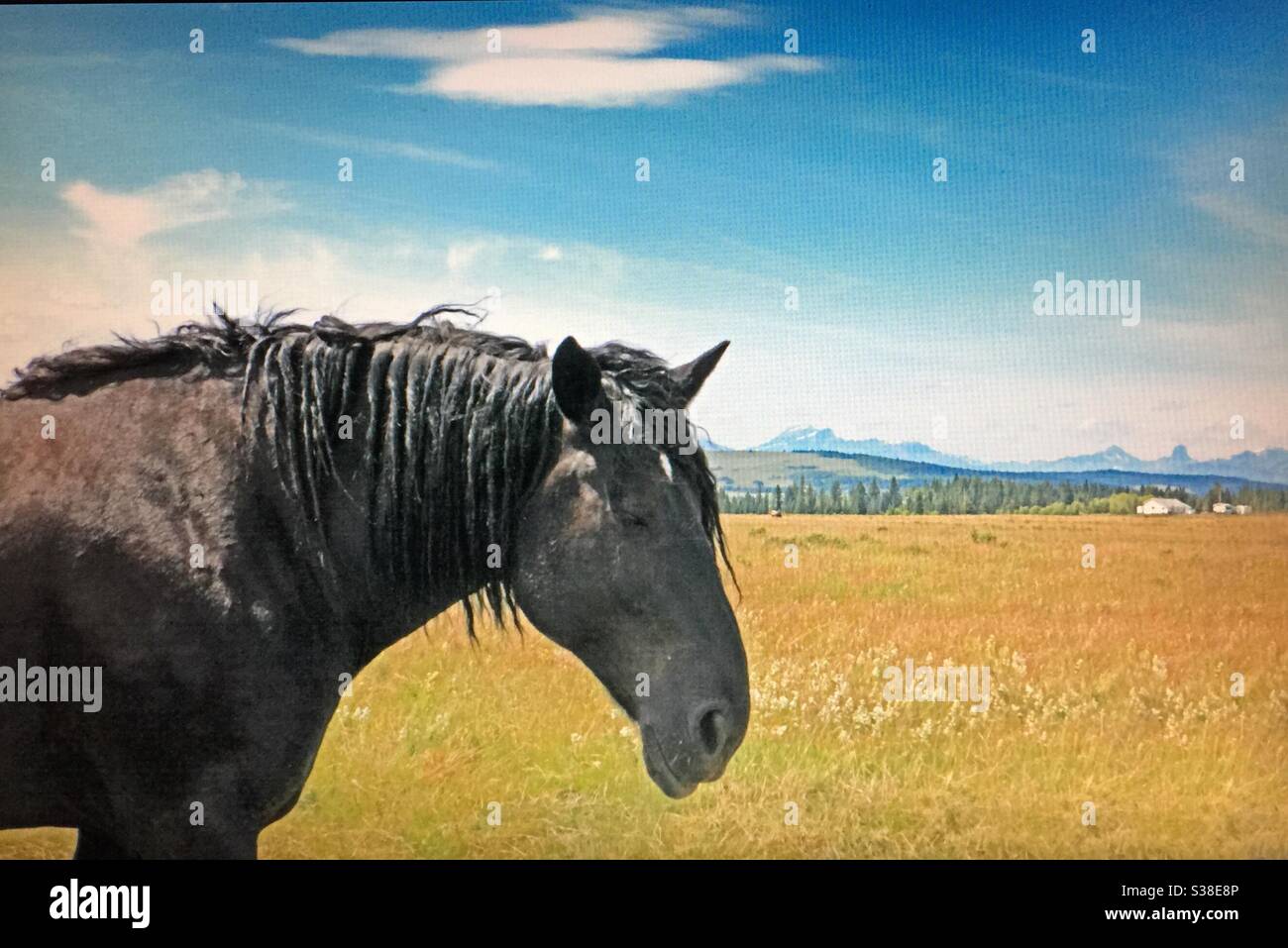 Percheron horse, head shot, profile, portrait, draft horse, heavy horse. - Smartphone Captured Stock Image