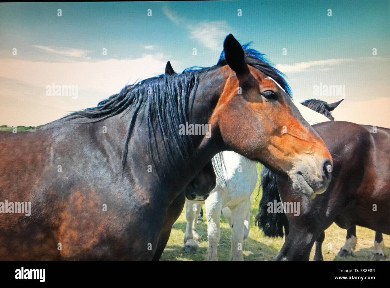 Percheron horse, head shot, profile, portrait, draft horse, heavy horse. - Smartphone Captured Stock Image