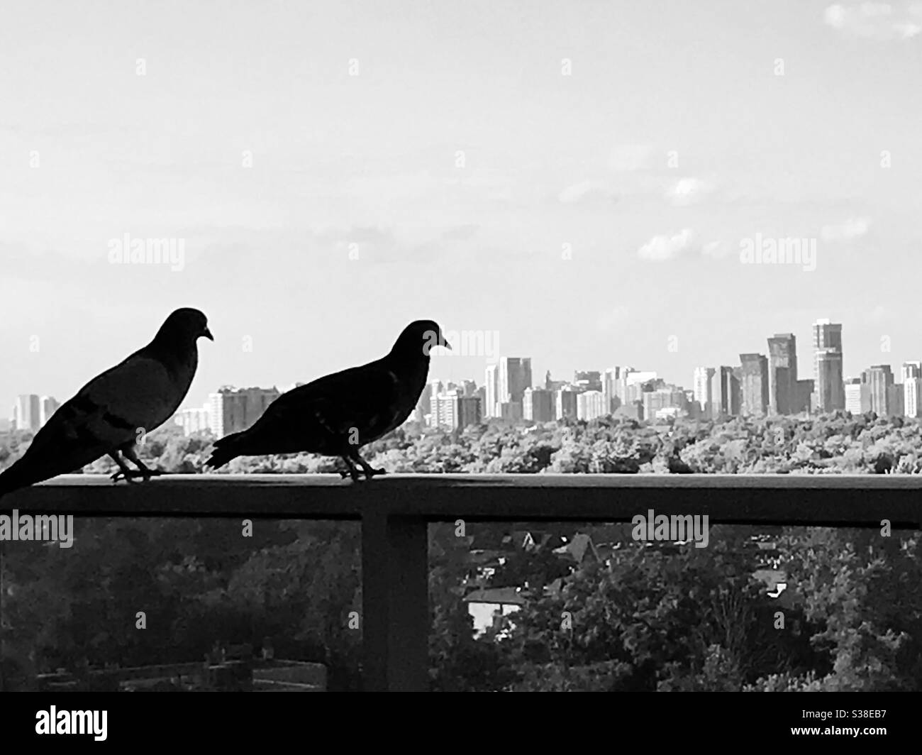 Couple of pigeons with city skyline in background. Stock Photo