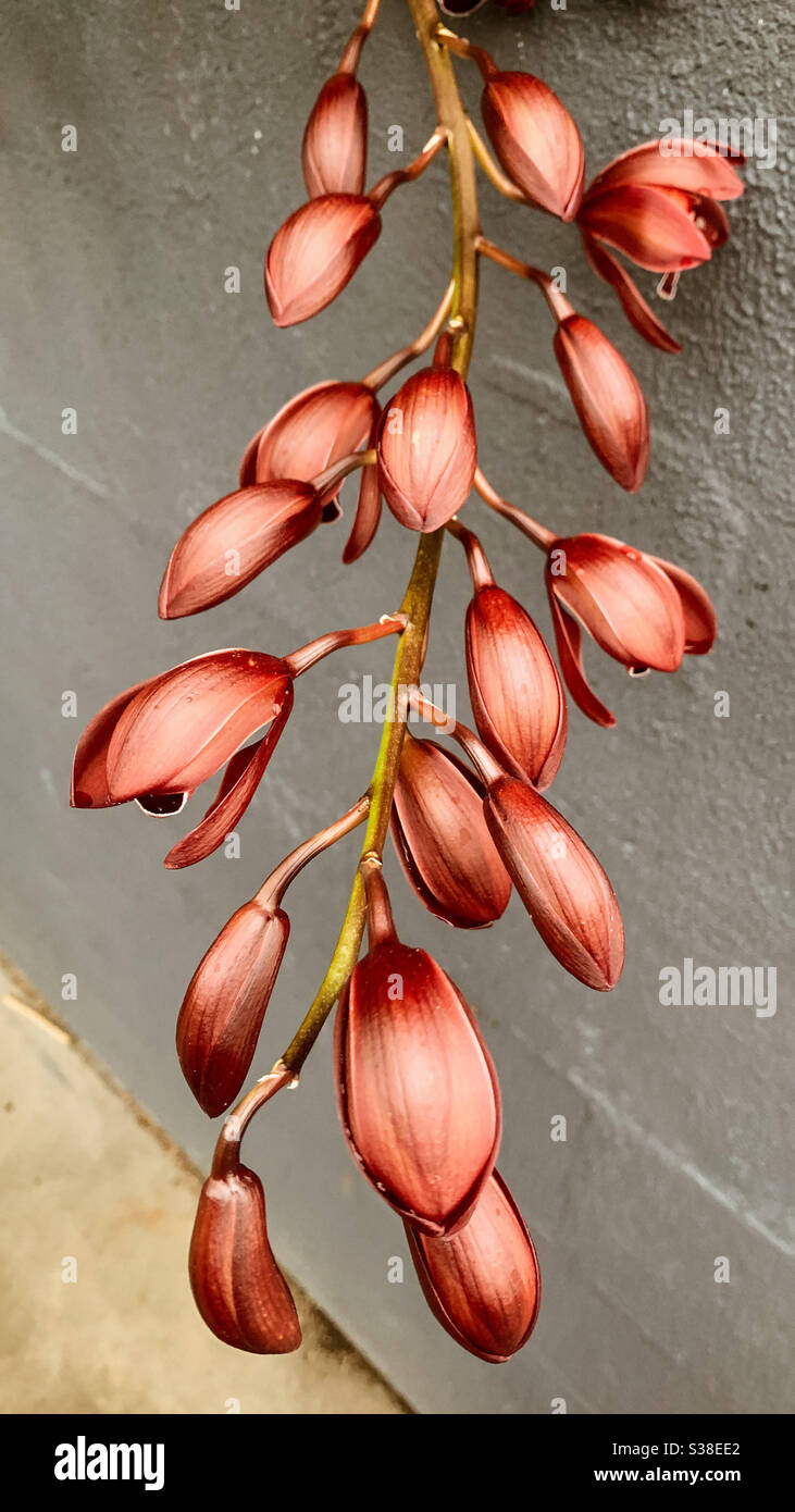 Lovely stem of an abundance of bronze red Cymbidium orchid buds hanging down from a wall and about to open in flowers - Smartphone Captured Stock Image