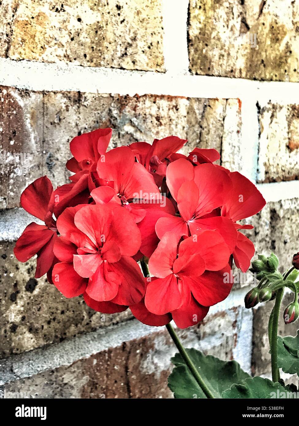 Red Geranium blooming against a brick wall Stock Photo