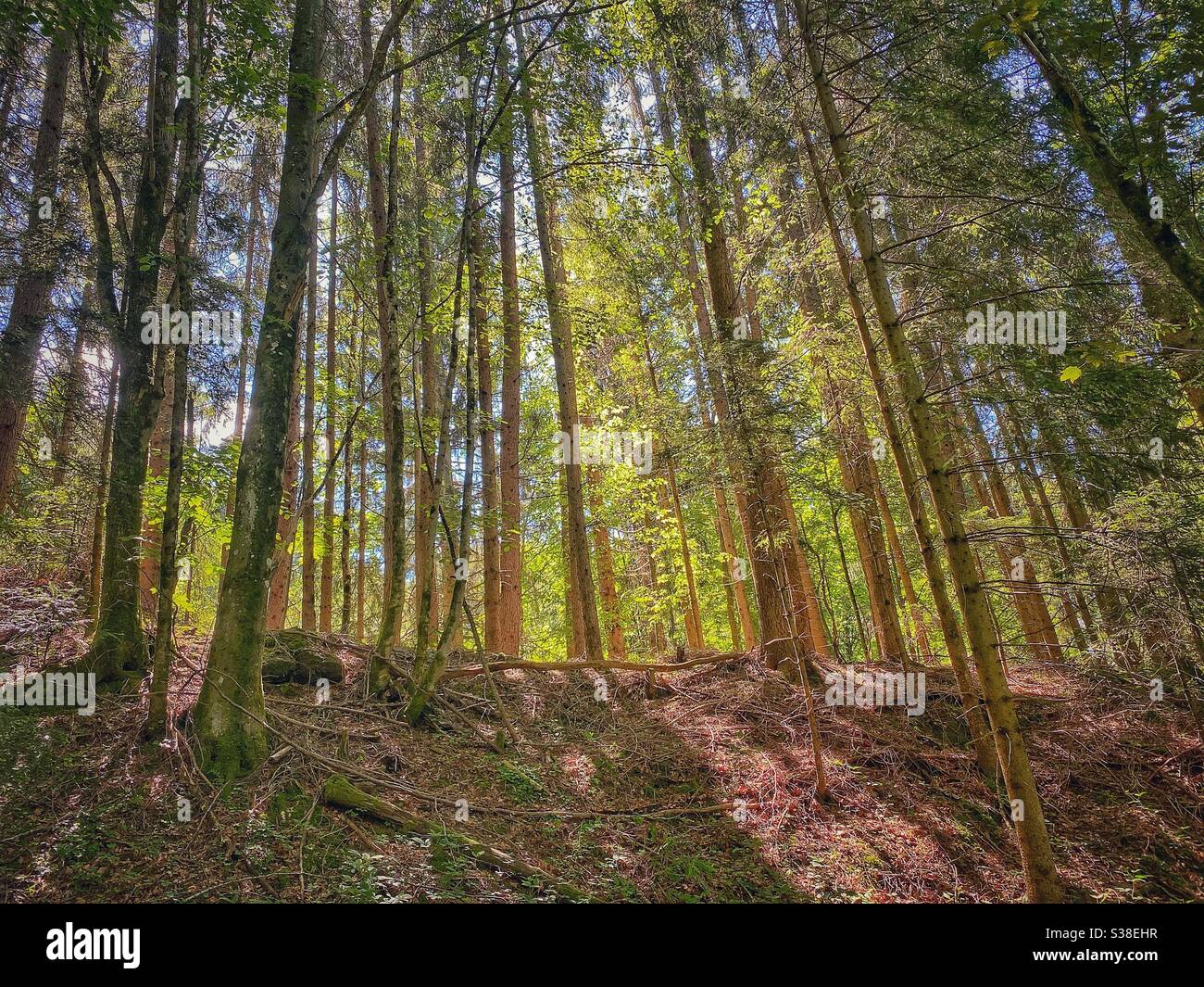 Sunshine coming through the forest at Keilkopf mountain near Lenggries in Bavarian Alps. Stock Photo