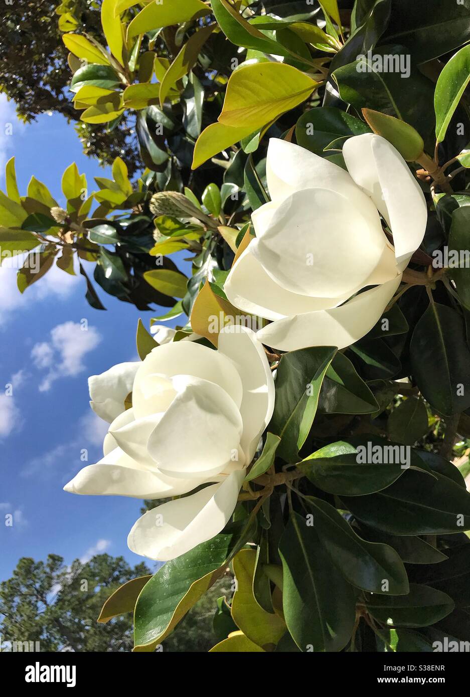 Magnolia tree blooms Stock Photo