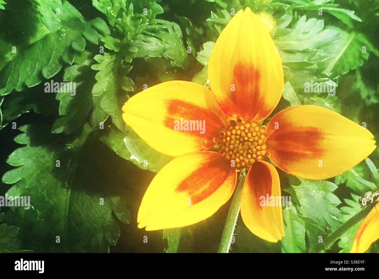 Orange and yellow bidens flower Stock Photo