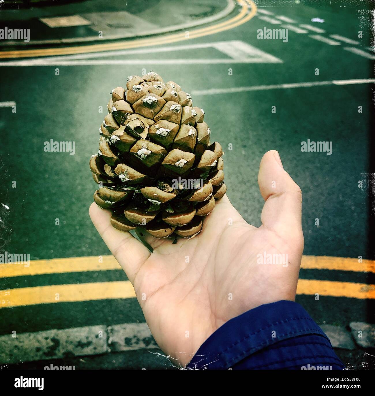Pinecone held against  road signs - Smartphone Captured Stock Image