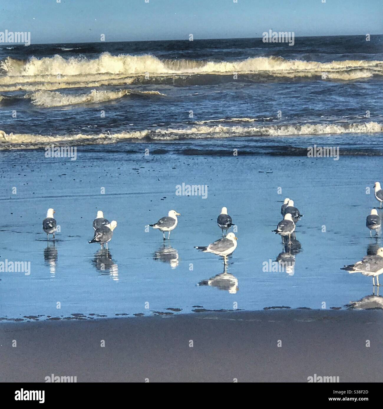 Seagulls on the beach in Benson State park, near the Columbia River.  Washington USA. Stock Photo