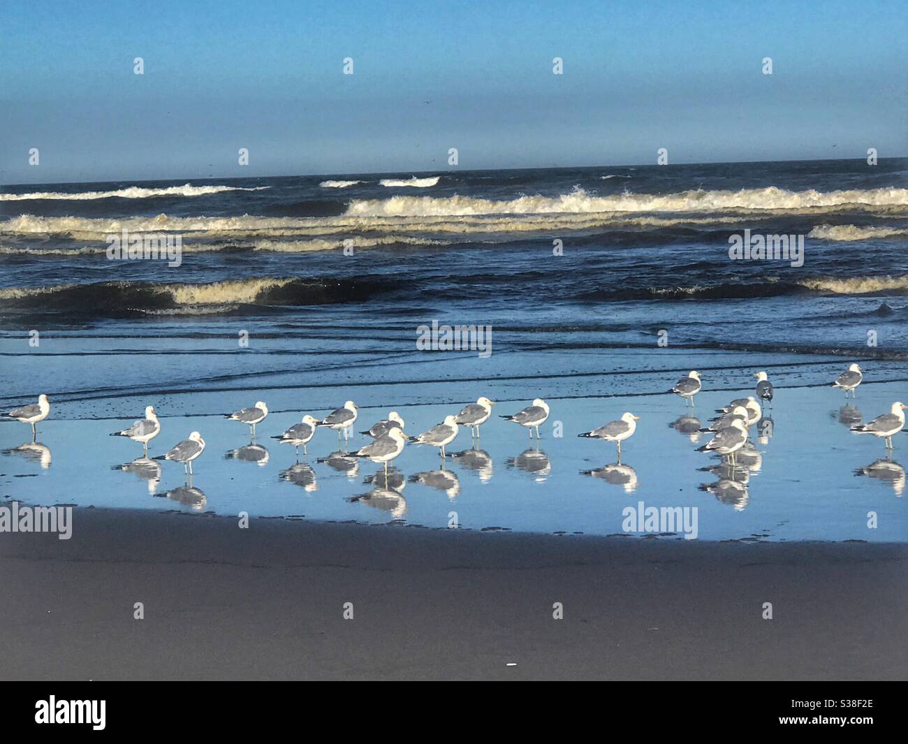 Seagulls on the beach in Benson State park, near the Columbia River.  Washington USA. Stock Photo