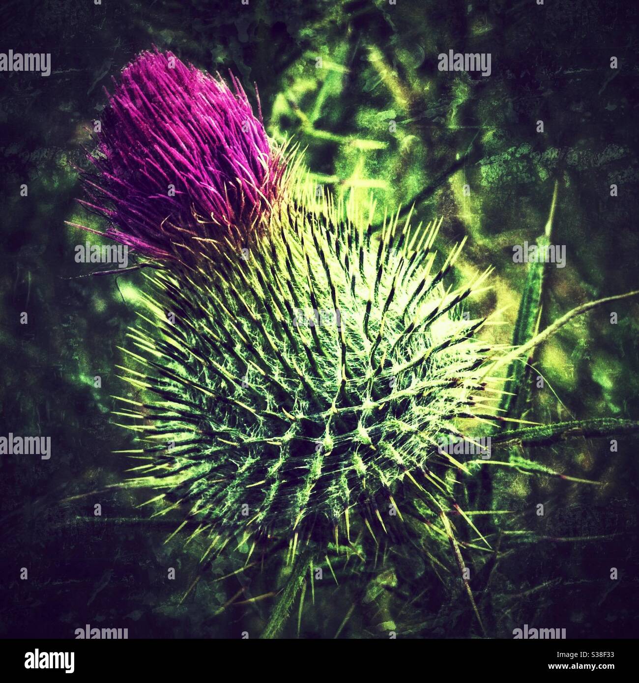 Scottish thistle hires stock photography and images Alamy