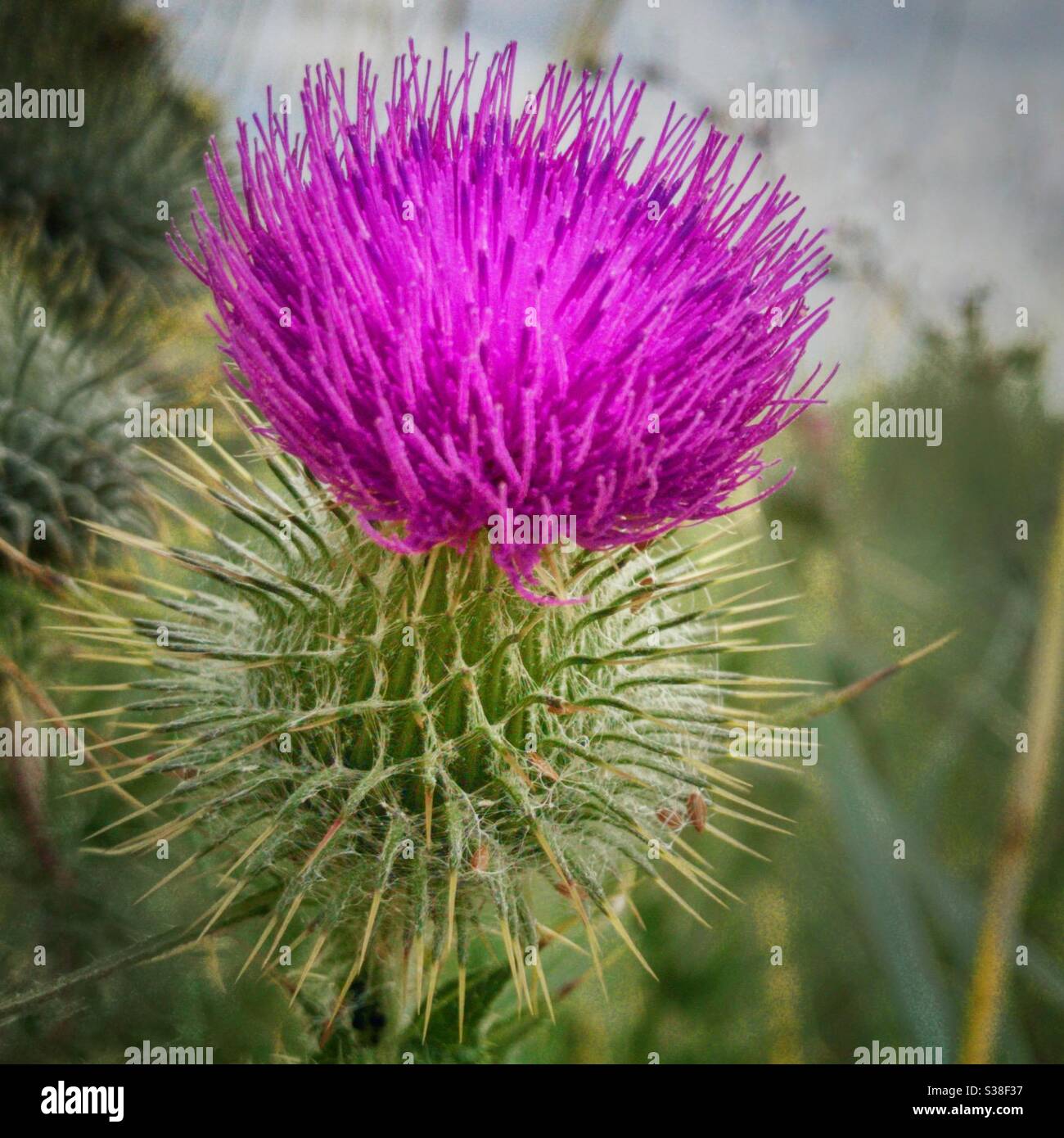 Scottish thistle hires stock photography and images Alamy