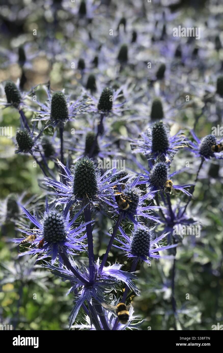 Bees and hoverflies on the Sea Holly (Eryngium) at Sir Harold Hillier Gardens Romsey Stock Photo