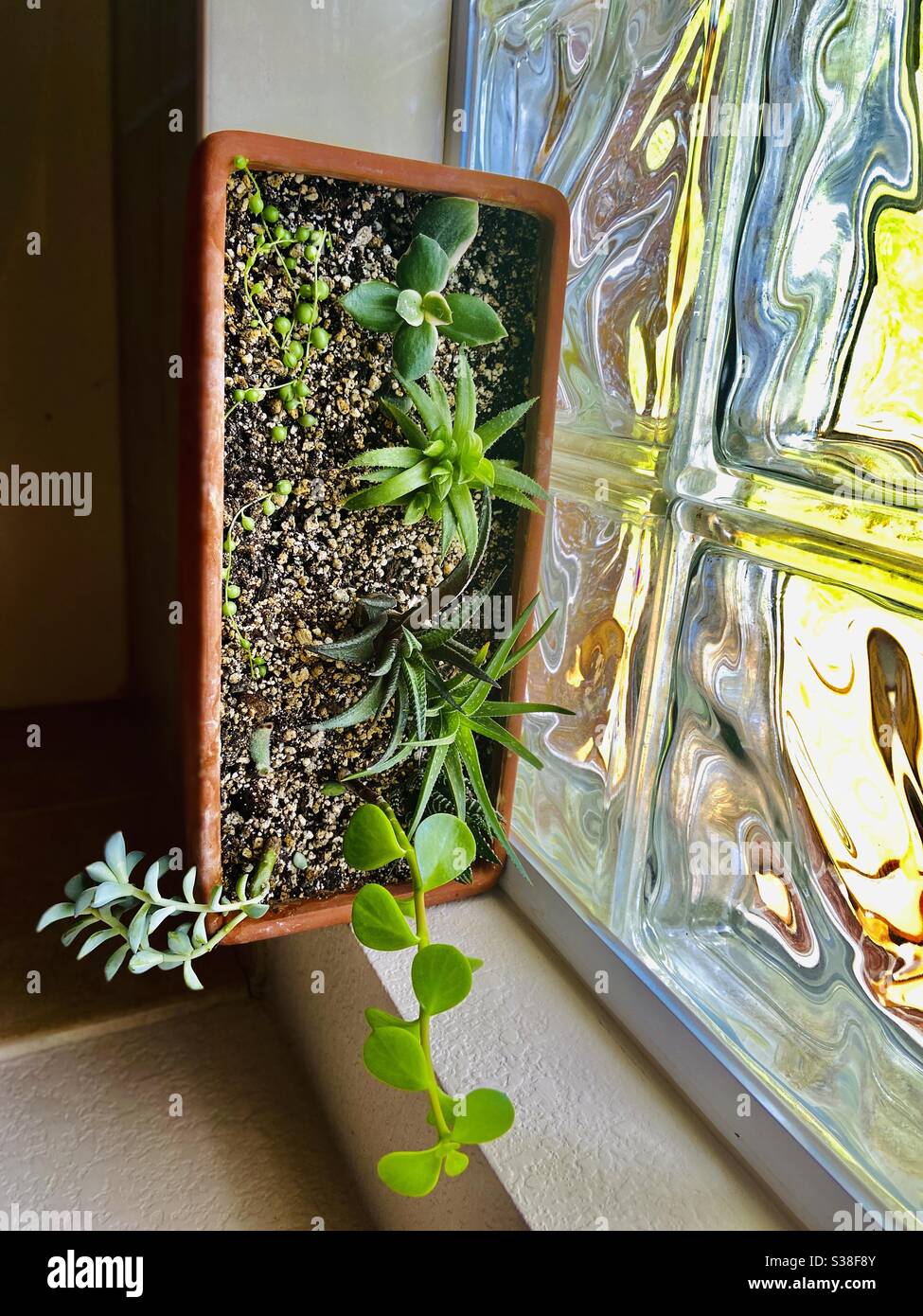 Mixed window planter by glass block windows Stock Photo Alamy