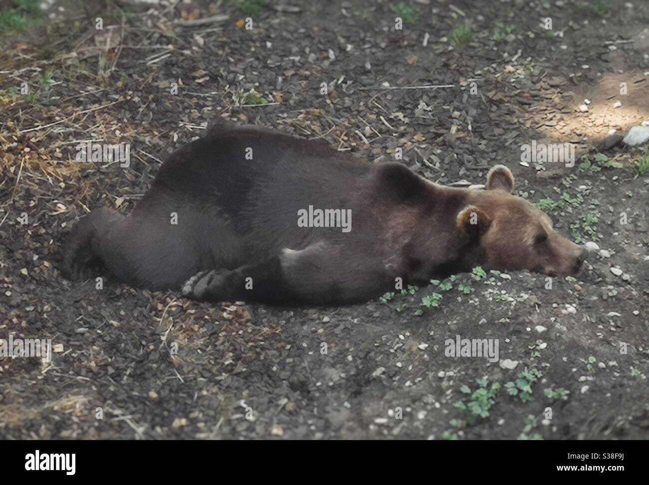 Brown bear lazing in summer sun, Bern, Switzerland - Smartphone Captured Stock Image