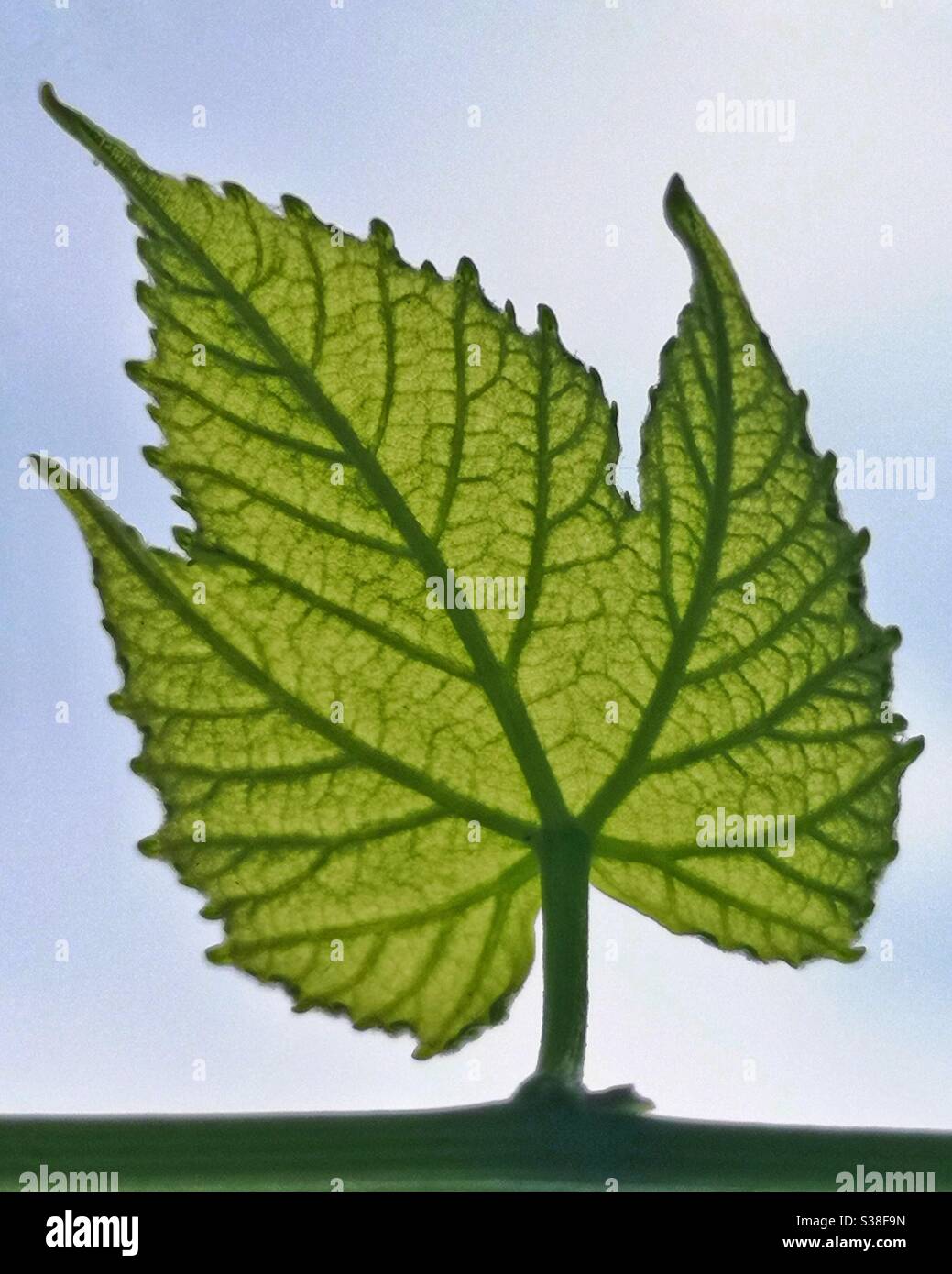 Vine leaf illuminated by sunshine - Smartphone Captured Stock Image
