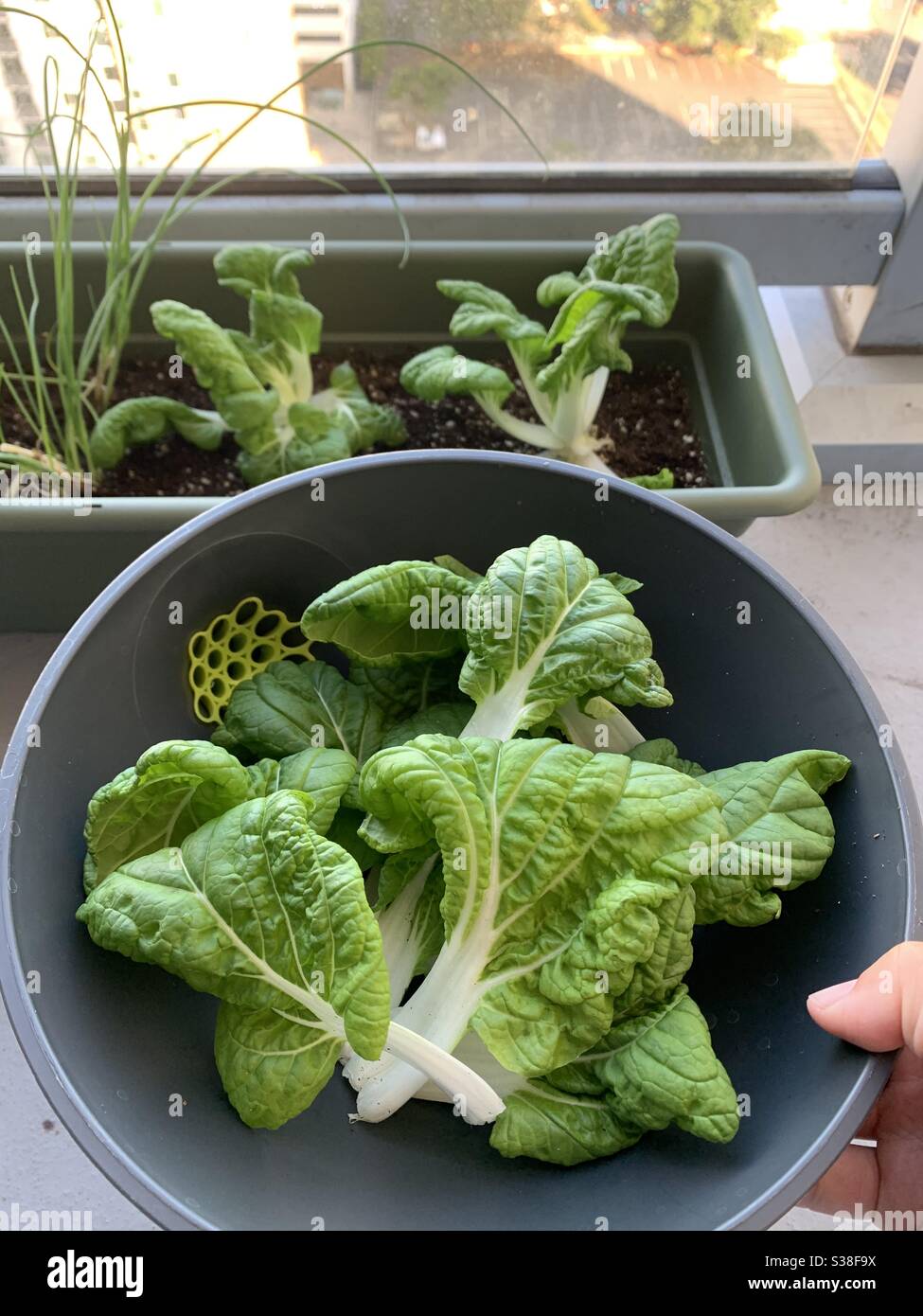 Urban garden - Smartphone Captured Stock Image