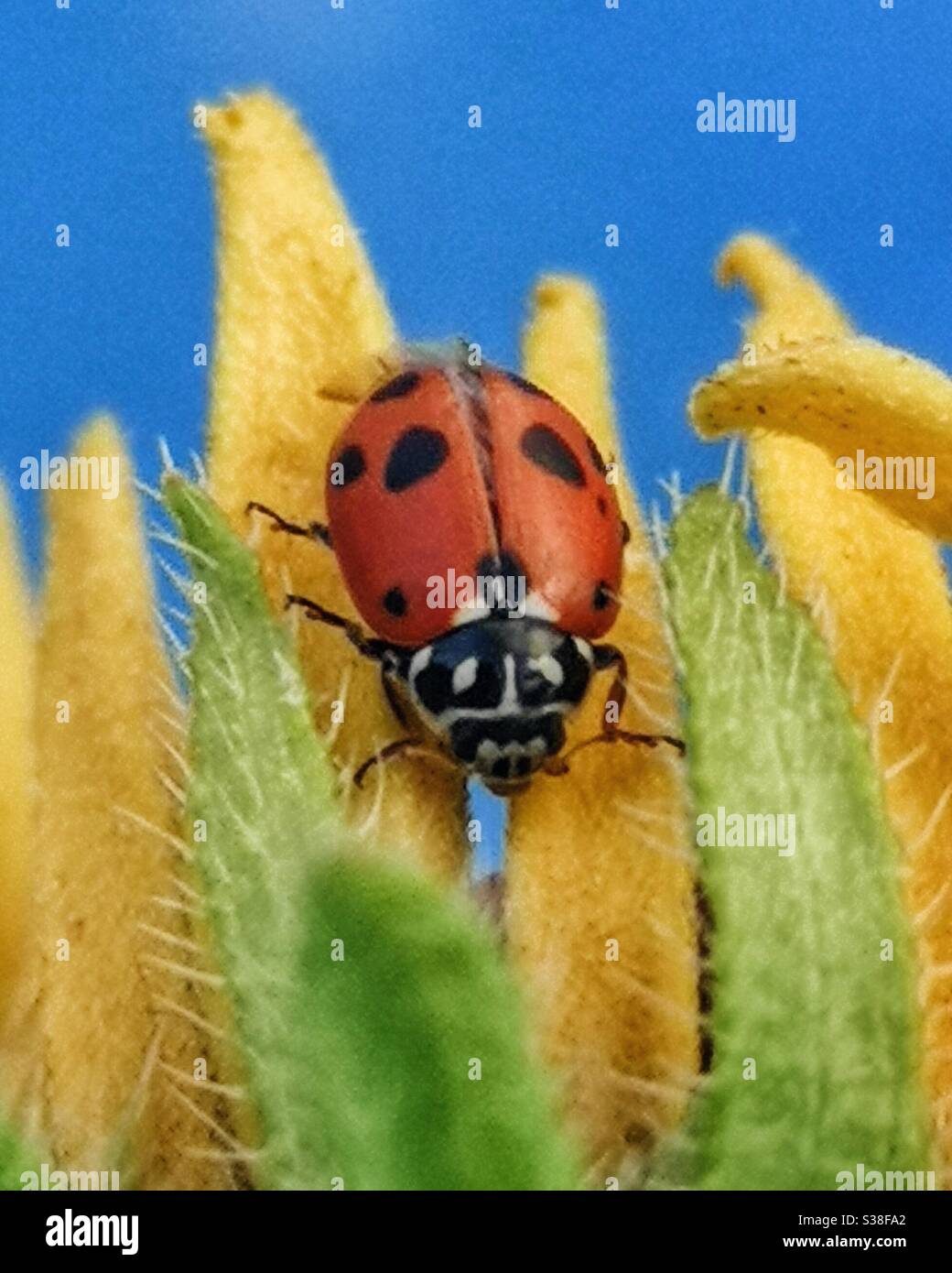 Ladybird with 11 spots on yellow flower - Smartphone Captured Stock Image