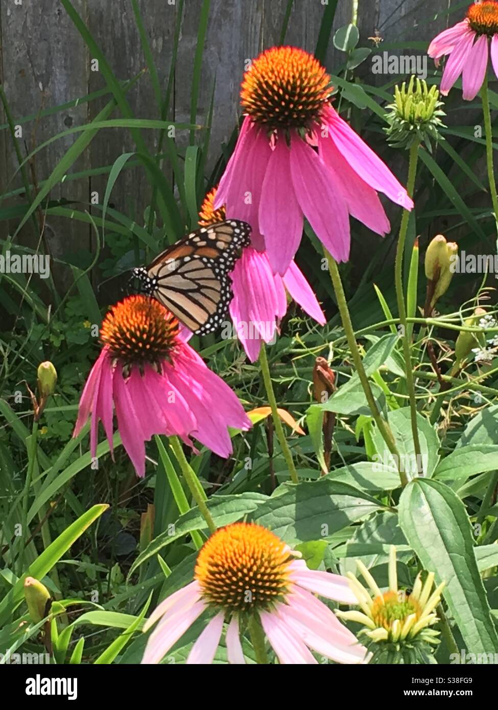 Monarch Butterfly On Coneflower Stock Photo - Alamy