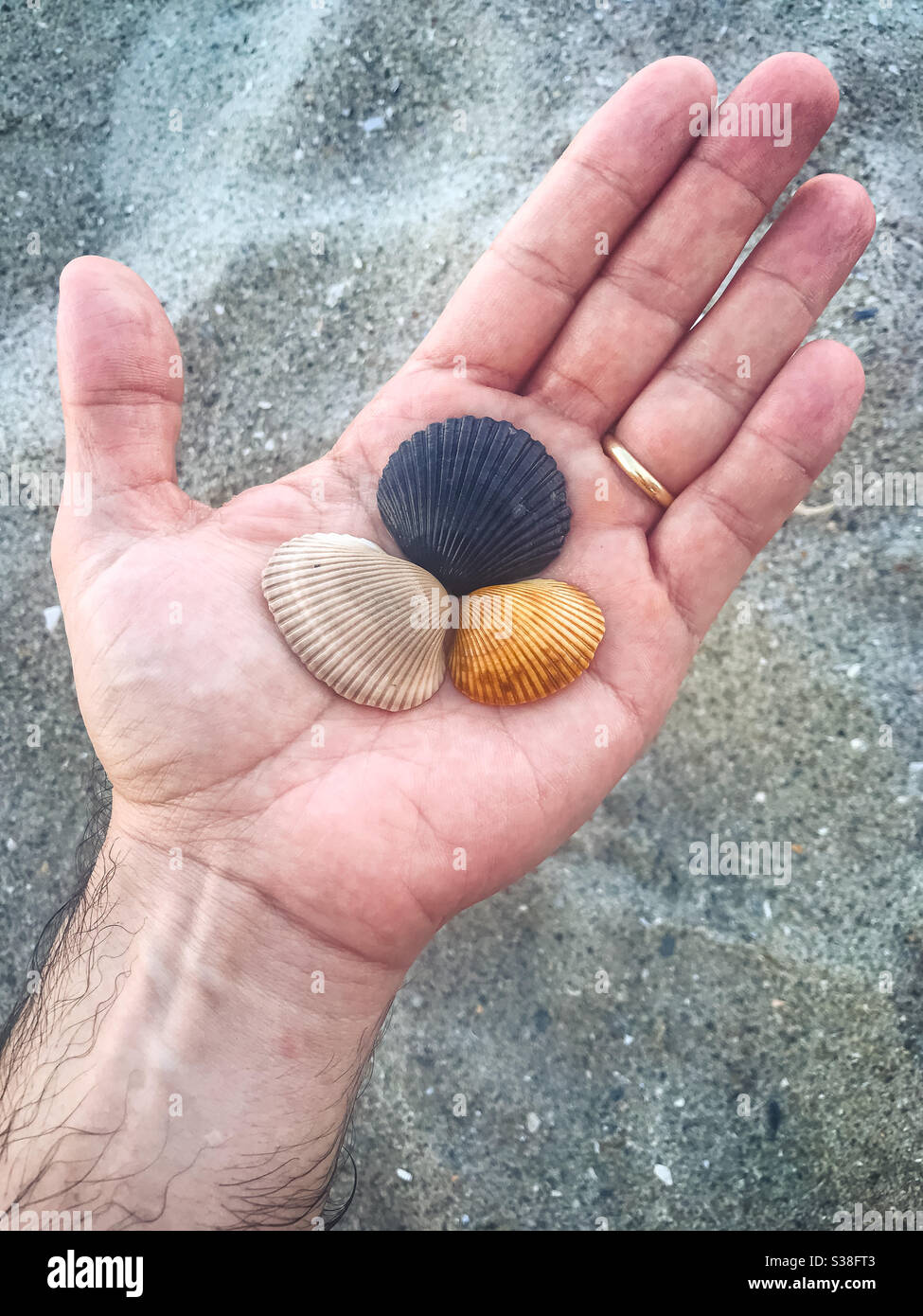 Collecting shells on the beach - Smartphone Captured Stock Image