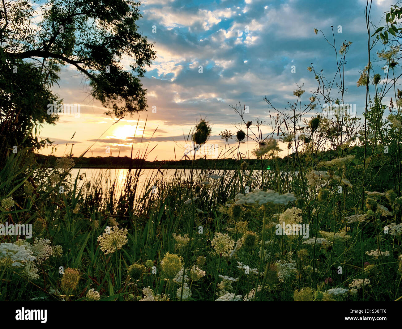Wildflowers at sunset hi-res stock photography and images - Alamy